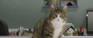 muennich_home_katze_IMG_4045_schmaler_1080x443